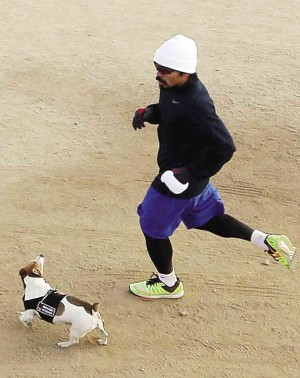 PACMAN THE DOG  Filipino boxing superstar Manny Pacquiao and Pacman, his equally popular Jack Russell terrier, arrive at Dante’s Peak after a run from Griffith’s Park in Hollywood, California, on Saturday.  REM ZAMORA