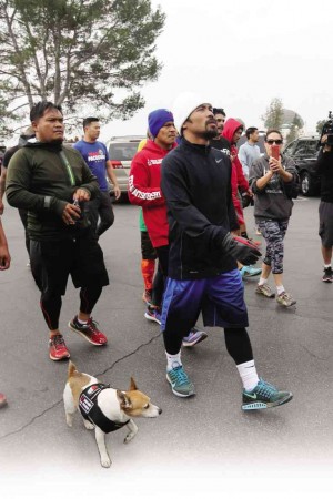 PACMAN’S PET  With his faithful Jack Russell Terrier Pacman beside him, Manny Pacquiao, usually a ball of energy, slows down after running at Dante’s Peak in California during a training session for his fight against Floyd Mayweather Jr. on May 2 (May 3 in Manila). REM ZAMORA