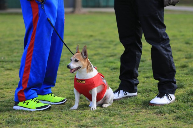 Pacman the dog after running with owner Manny Pacquiao. PHOTO BY REM ZAMORA/ INQUIRER / See more at Frame