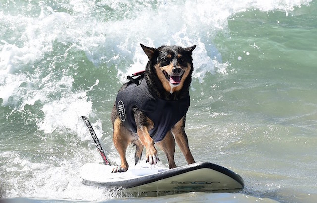 Dogs, big and small, and some in tandem or with their owner, participate in the 7th annual Surf City Surf Dog contest in Huntington Beach, California on September 27, 2015. AFP PHOTO / FREDERIC J. BROWN