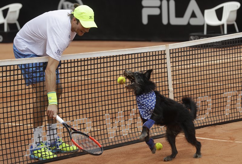 Brazilian tennis player Marcelo Demoliner plays with a shelter dog specially trained as a ball-retriever during an exhibition event at the Brazil Open tournament in Sao Paulo, Brazil, Saturday, March 4, 2017. Wearing blue bandanas around their necks, specially trained shelter dogs showed off their talents shortly before Joao Sousa of Portugal met Spain's Albert Ramos-Vinolas in the day's first semifinal match. (AP Photo/Andre Penner)
