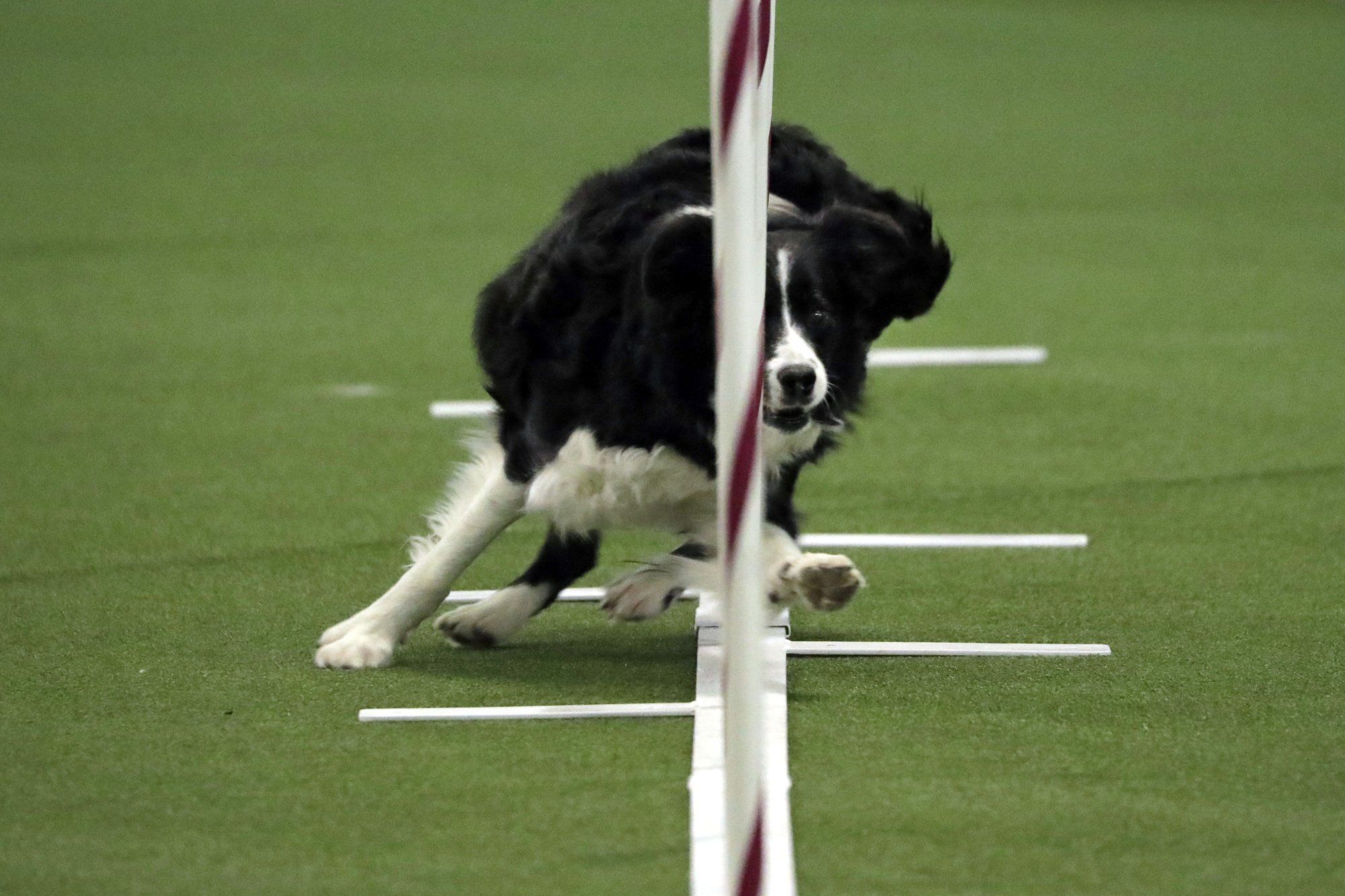 Border collie named Verb wins Westminster agility contest Inquirer Sports